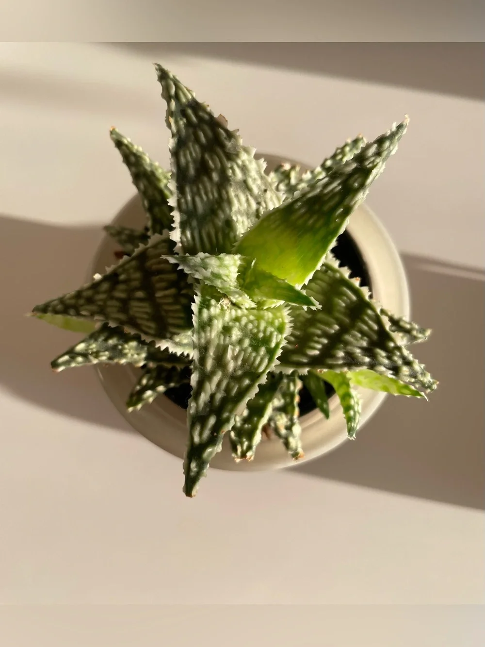 Sage Green Jar